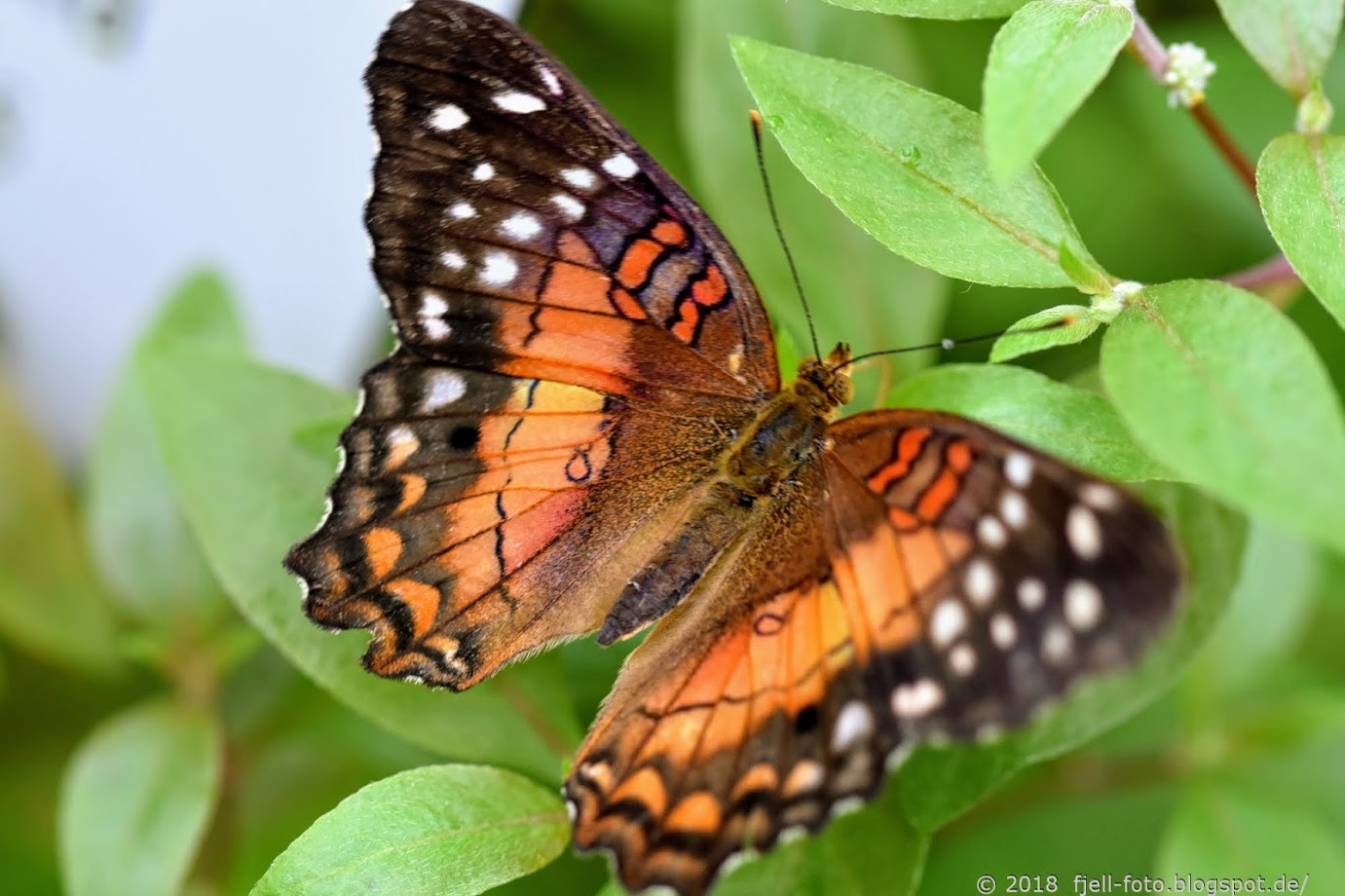 Exotische Schmetterlingsarten entdecken