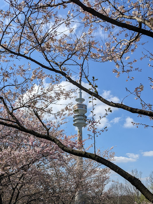 Die Kirschblüte im Olympiapark München