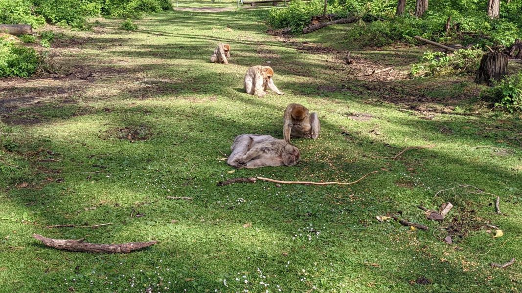 Ein Besuch im Affenwald Malchow: Ein Abenteuer zwischen Geschichte und Natur